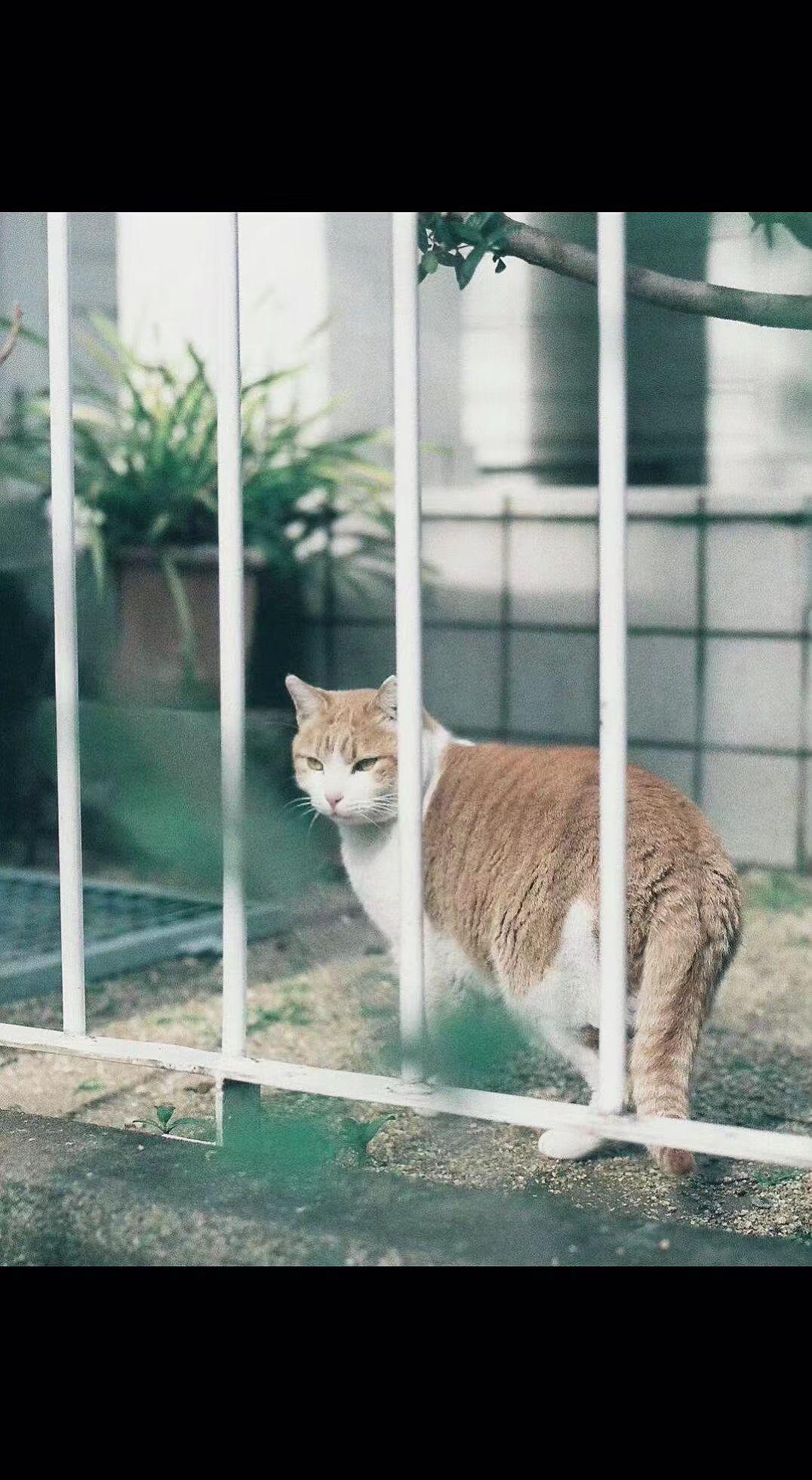 🐱栅栏是时间的取景框，橘猫把慵懒拉成慢镜头⏳。每个午后都藏着不想被打扰的温柔✨