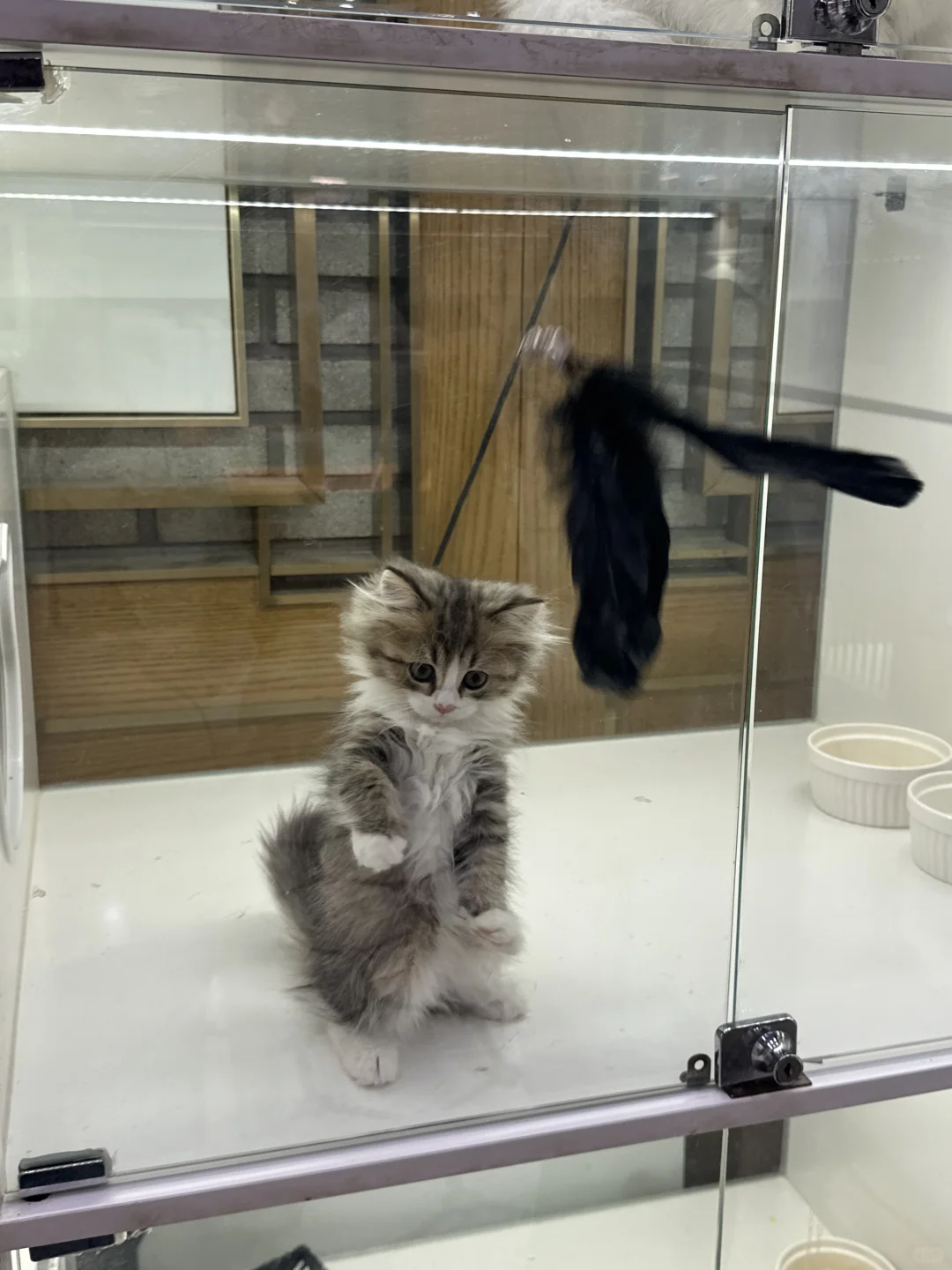 天啊今天和小猫咪一见钟情了…