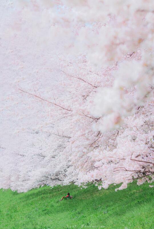 交换春天｜🌸我拍到了樱花成瀑