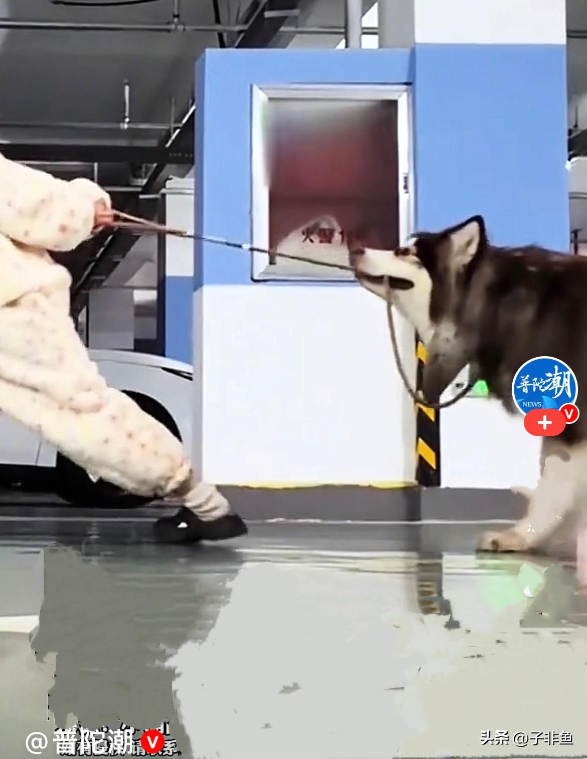 近日，河北一地下车库里，女主人一心想把她的狗狗领回家，可狗狗可能是想和女子再玩一