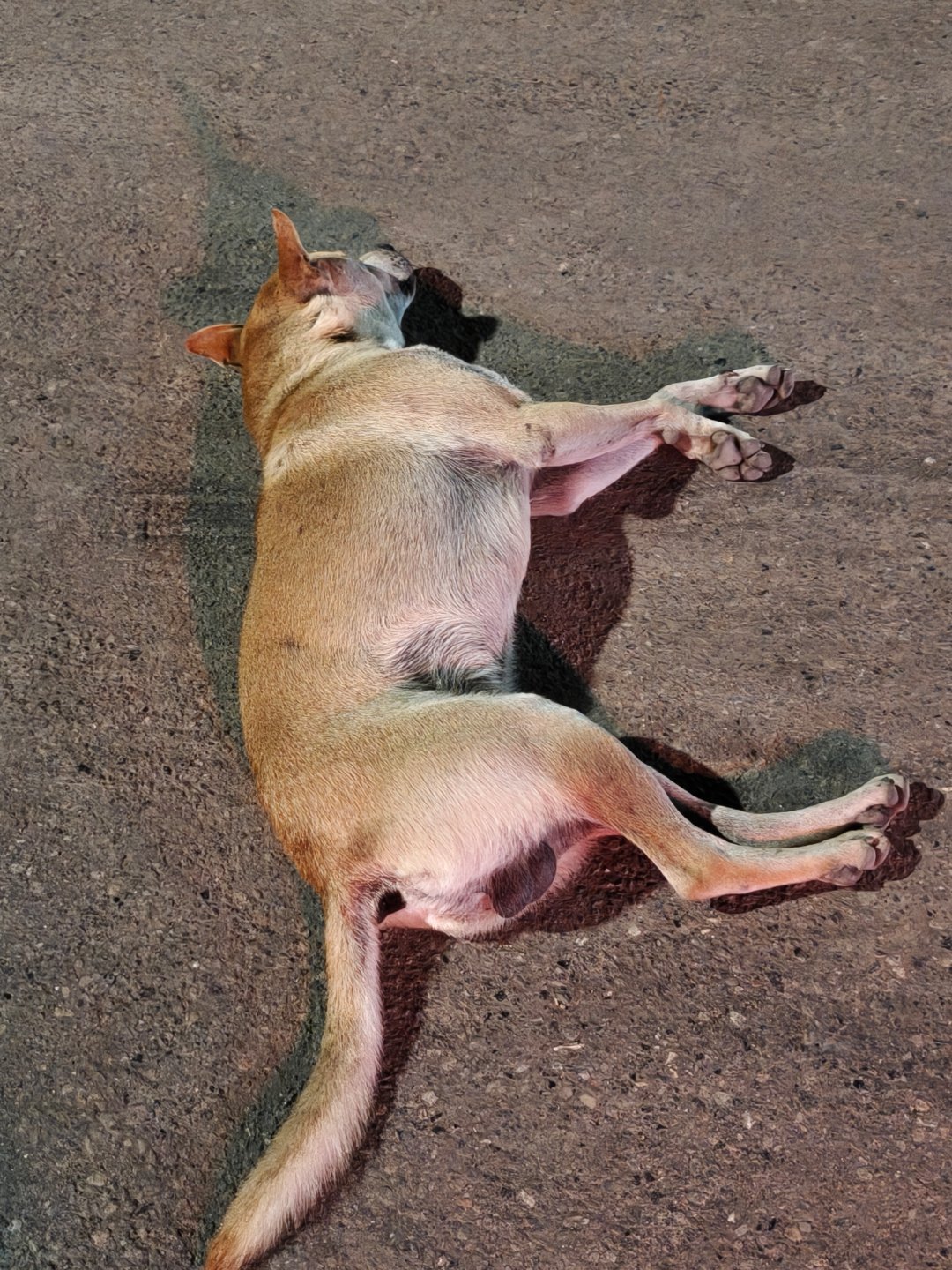 一大早上就这么热，看这只中华田园犬快“中暑”了[doge]每天早起打卡 ​​​