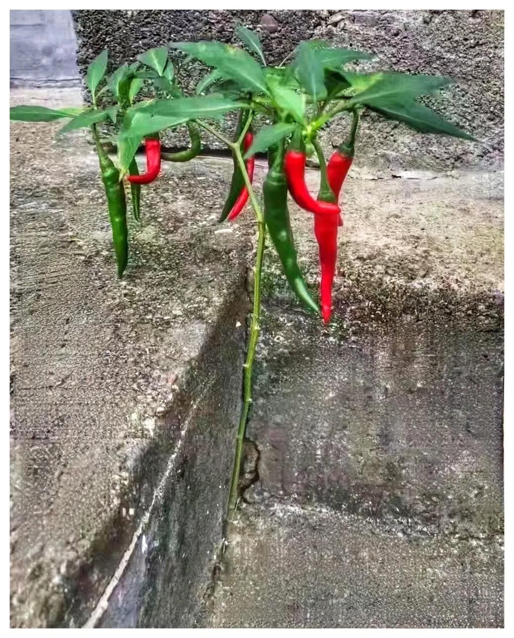 它展现出非凡的坚韧与生命力，即便环境恶劣和有限，但仍奋力结出十多颗辣椒，颗颗饱满