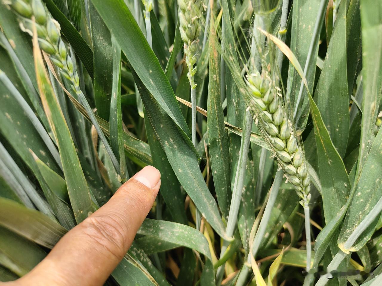 春日生活打卡季时间过得真快，一转眼，小麦快要成熟了。俗话说，谷雨麦挑旗，立夏麦呲