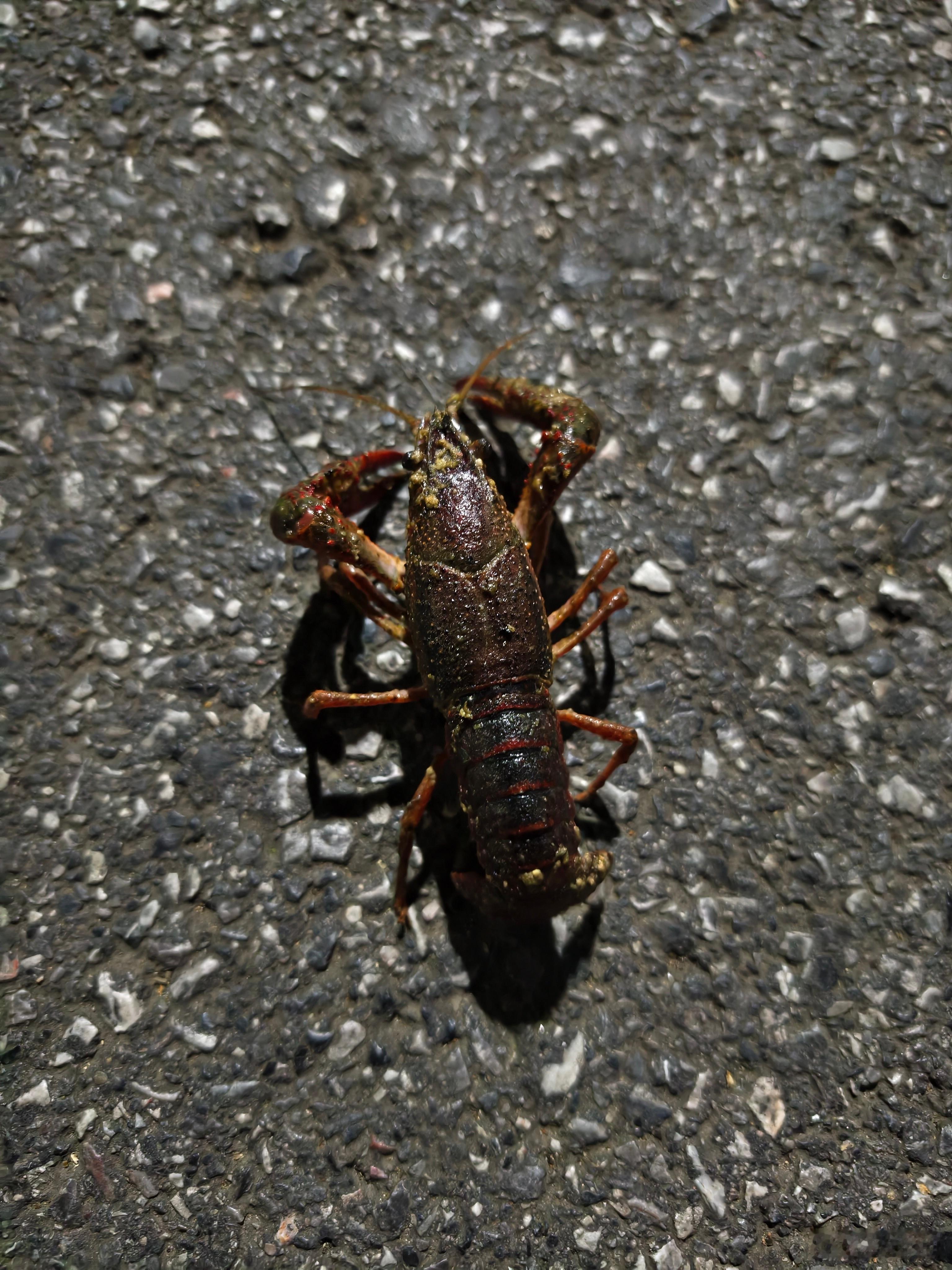 邂逅出逃的虾哥一只。🦂 ​​​