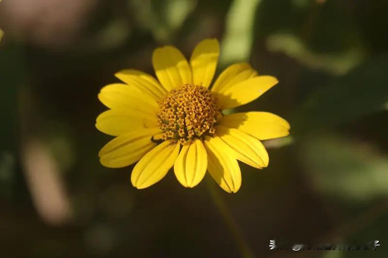 晒图笔记大赛 参加晒图笔记大赛，我来晒随手拍的花。有次散步，我拍到了石竹花。它是