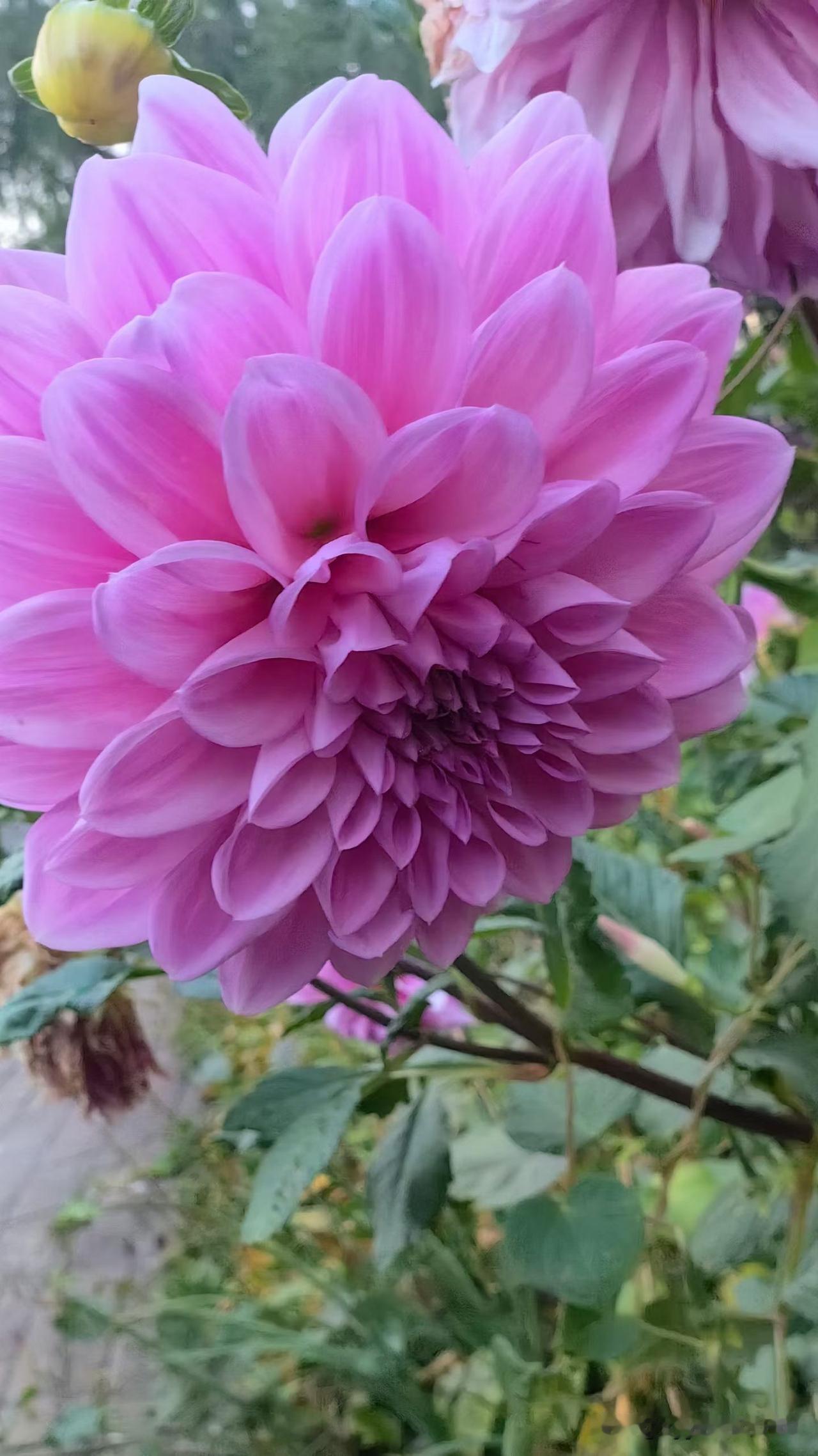 艾玛，这一早一晚温差竟然相差了19℃！我一早，准备去菜市场买菜。本来穿的够多了，