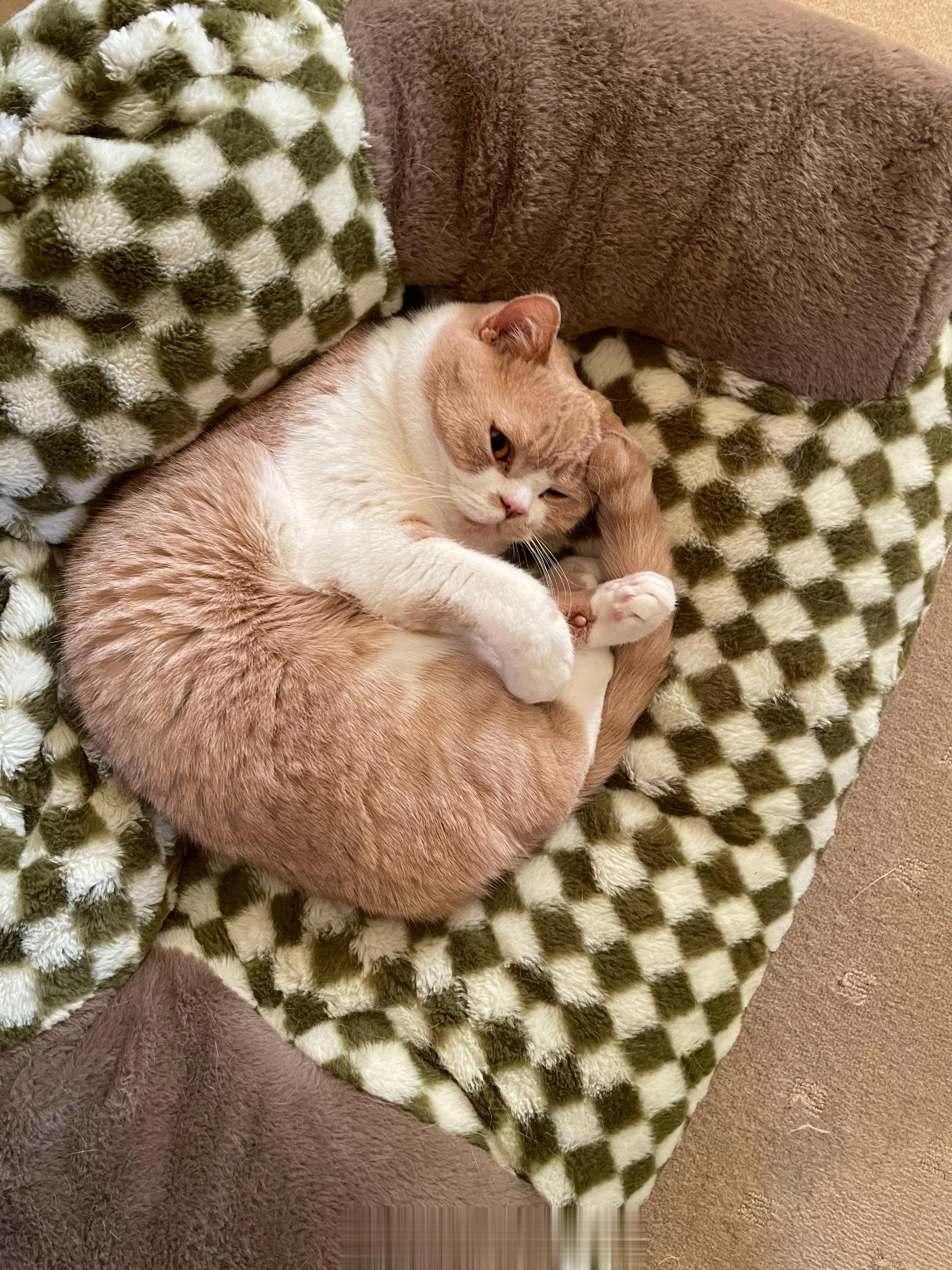 两个乖宝宝 近日update：全家人🐑了包括宝宝[生病]#云养猫[超话]# ​
