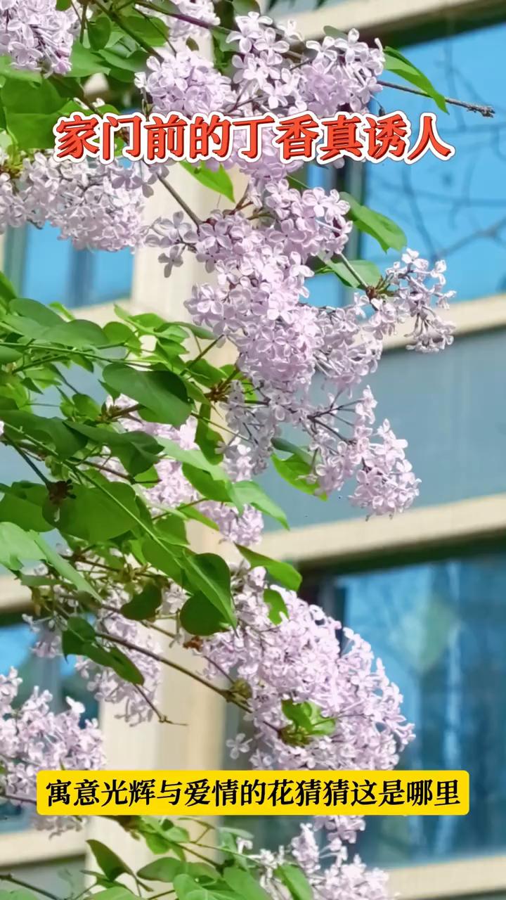 家门前的丁香真诱人，寓意光辉与爱情的花猜猜这是哪里？