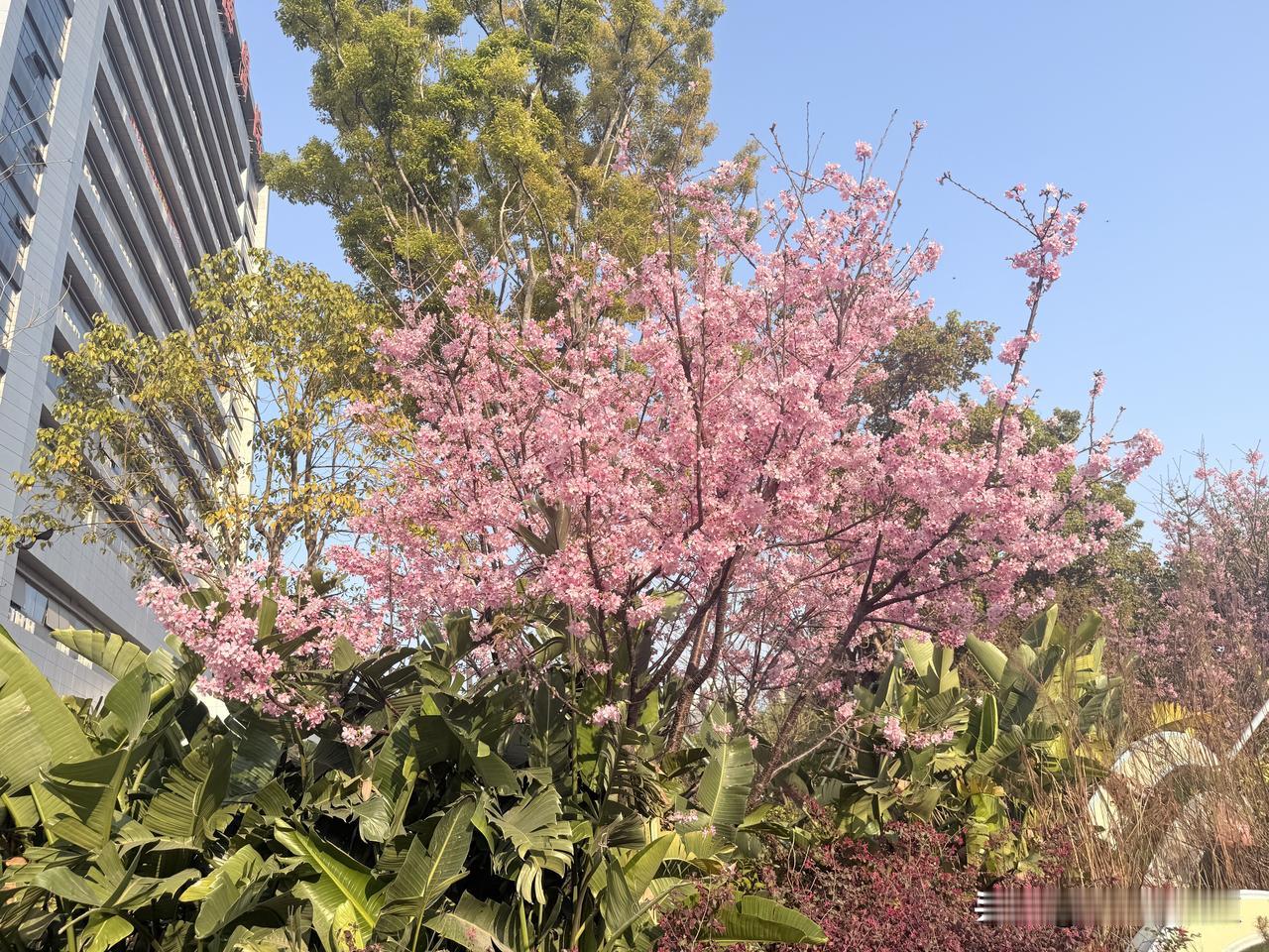 今天出门撞见满树粉樱，风一吹就簌簌往下掉，像把春天揉碎了撒在眼前。

阳光刚好落