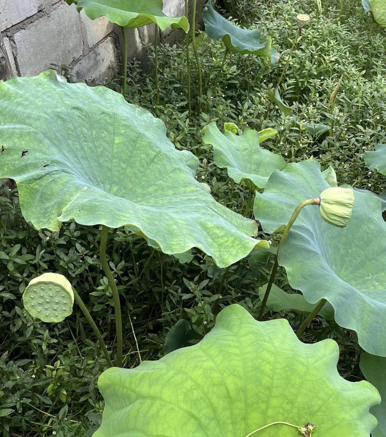 偏爱这份绿意安然，不慌不忙，自在生长。