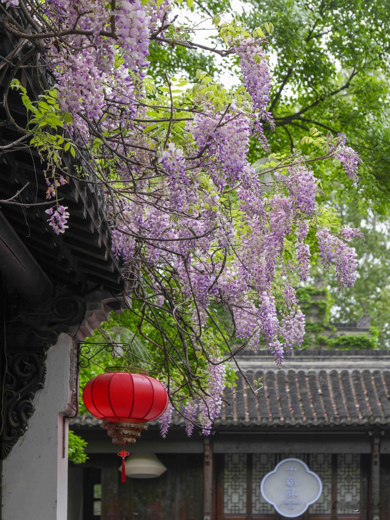 4.13｜老门东又到了一年中最美的时候

最近来南京旅游的朋友
我都会推荐老门东