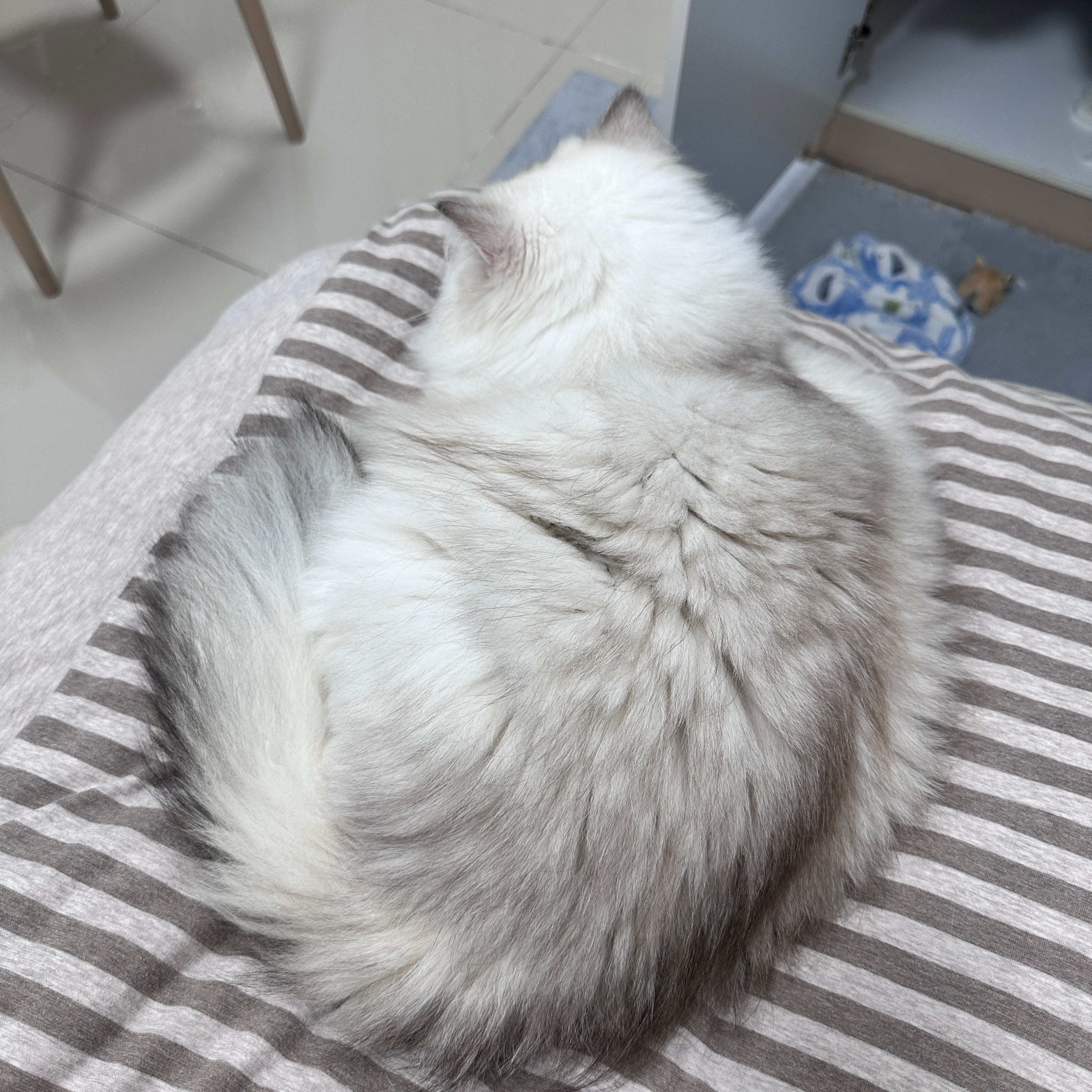 两只猫团团 