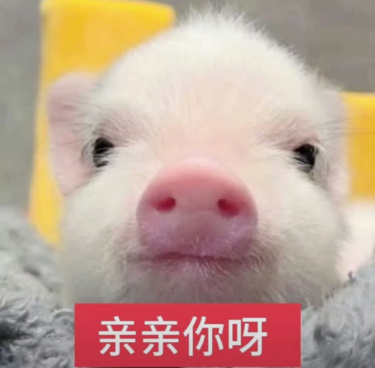 一想到周末要去结婚就好紧张好激动啊好幸福啊…翻出了一枚钻戒💍准备到时候带着去嘿