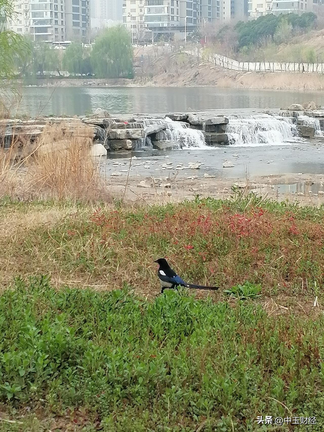 在回家的路上漫步，看到这只可爱的喜鹊在草地上蹦来蹦去，映射出后面的高楼大厦和湖景