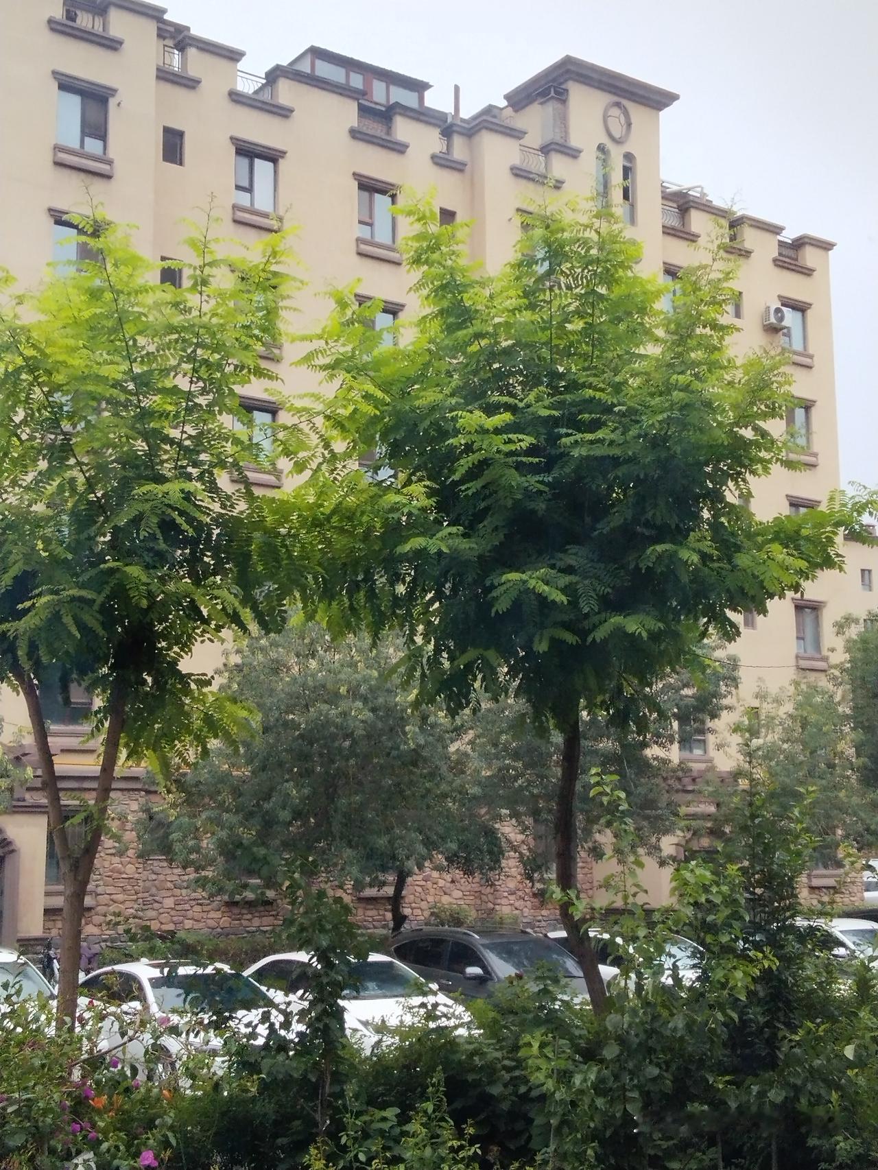 早晨起来，听见窗外淅淅沥沥的下着小雨，我不由自主地笑出了声。打开窗户，一股凉风扑