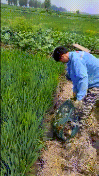 本地稻田（倒田）蟹[泪奔]