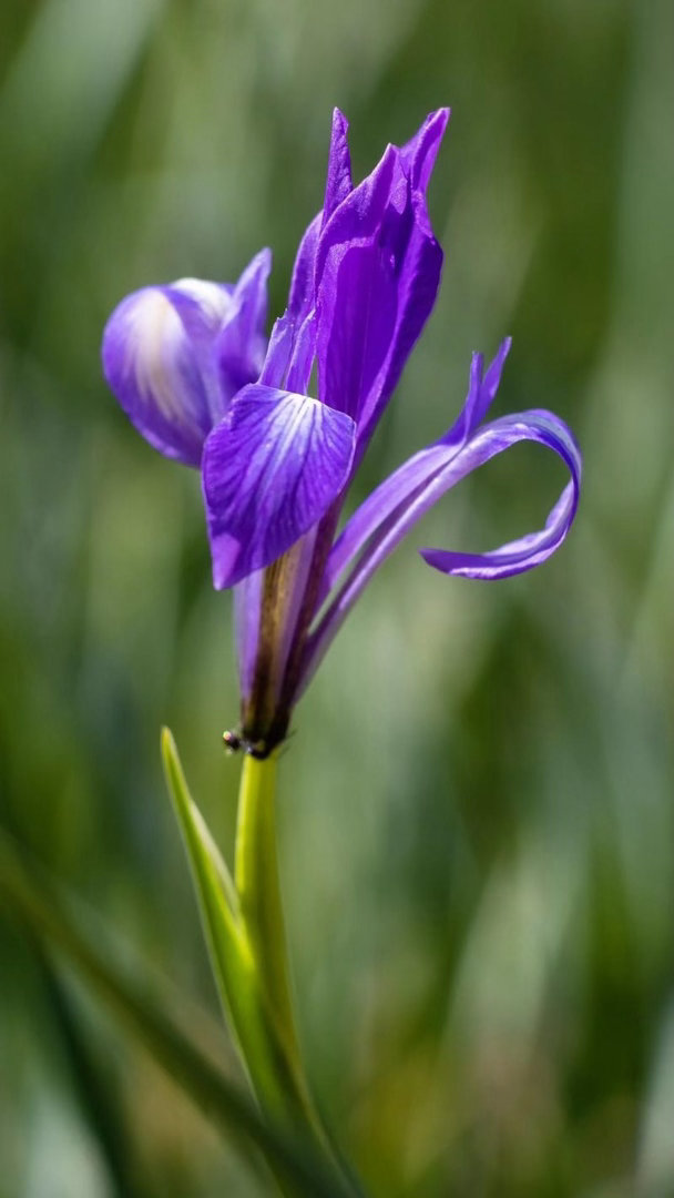 ‎种植 马兰花皮实好养，喜光耐旱，春季 3-4 月种植最佳，分株繁殖成活率高。 