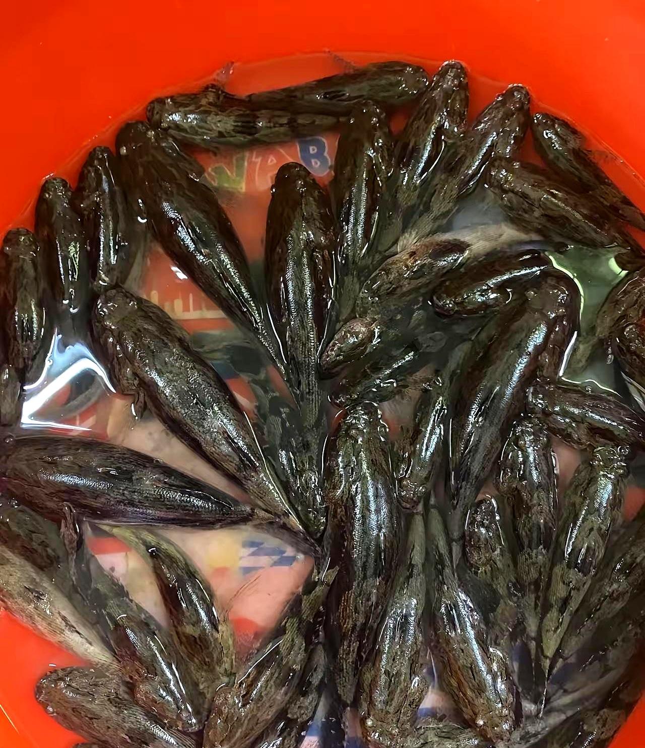 花40块钱一斤买块“旧鞋垫”回家清蒸，这事儿要是换作你，你敢掏钱当这大冤种吗？
