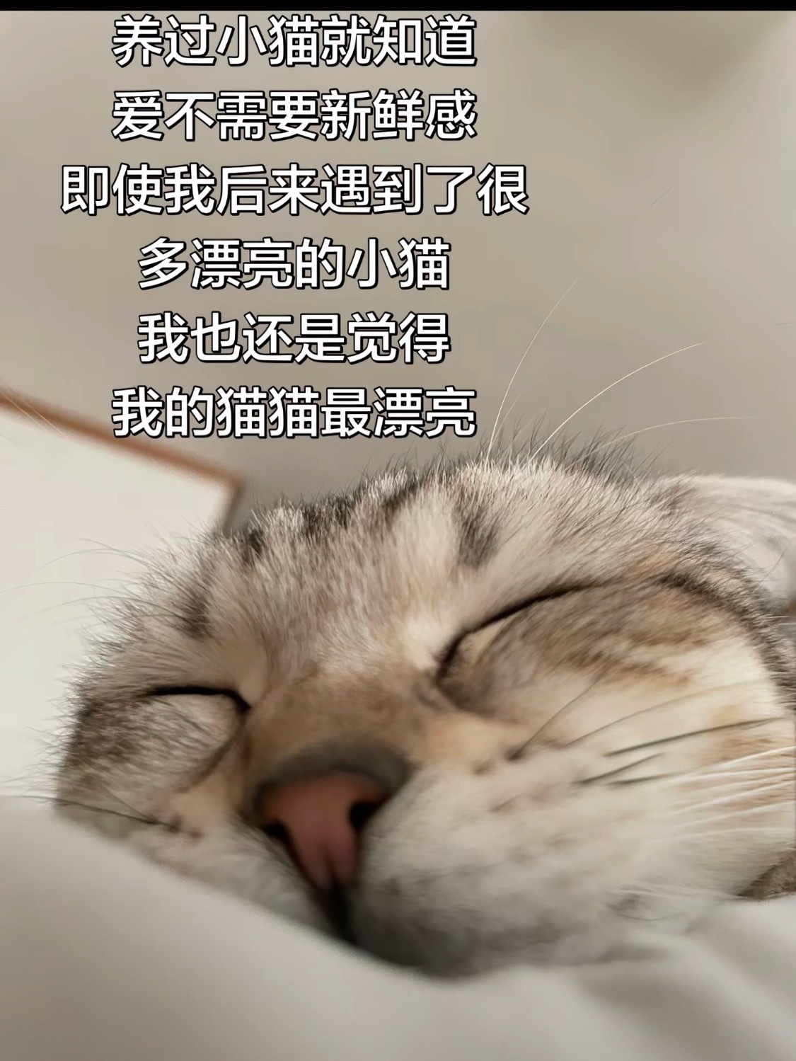 有道理哦，比如我就觉得阿祖是最全世界最可爱的小猫，比她漂亮的没她表情丰富，比她表