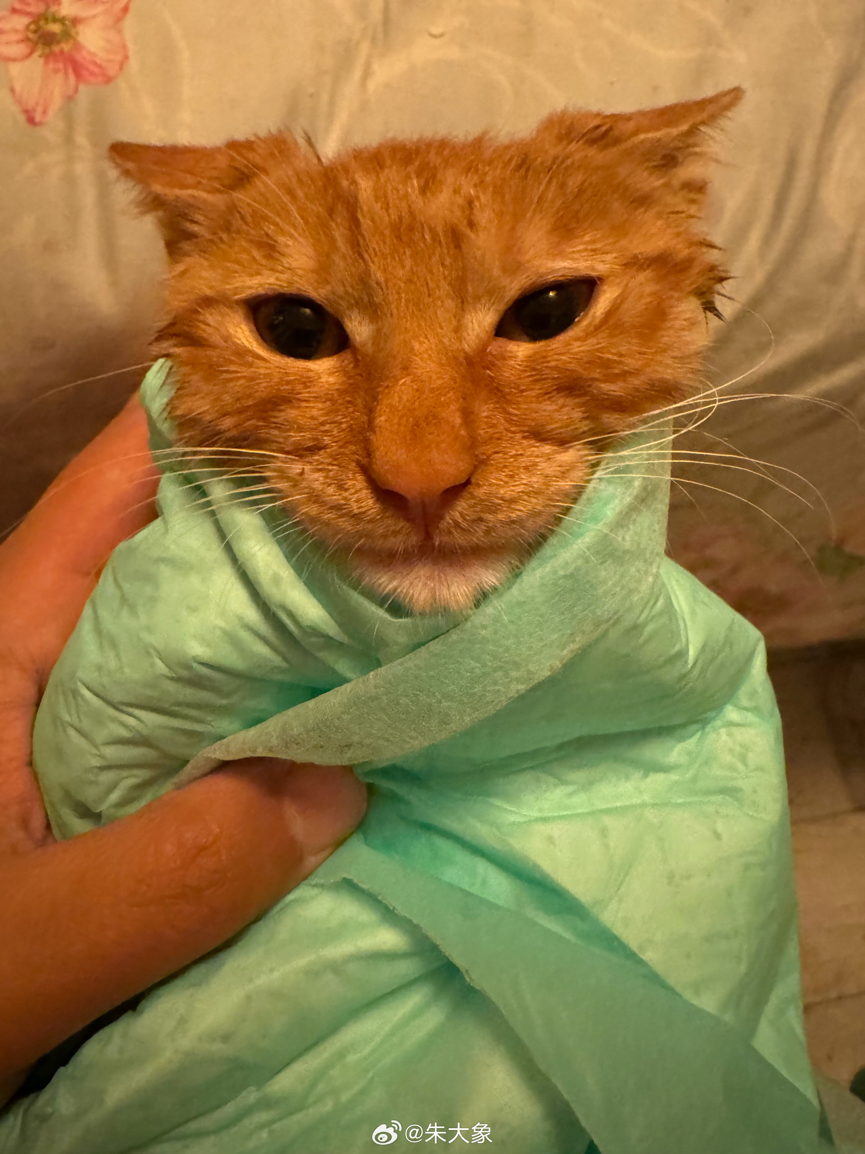 半夜没事洗猫的代价是终于要尝试狂犬疫苗了。然后想起来好像前阵子保了个意外险。而且