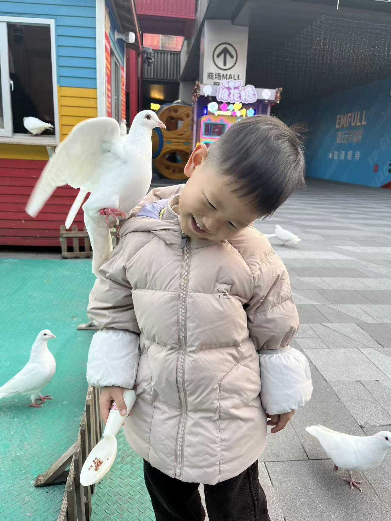 萌萌娃 观赏鸽