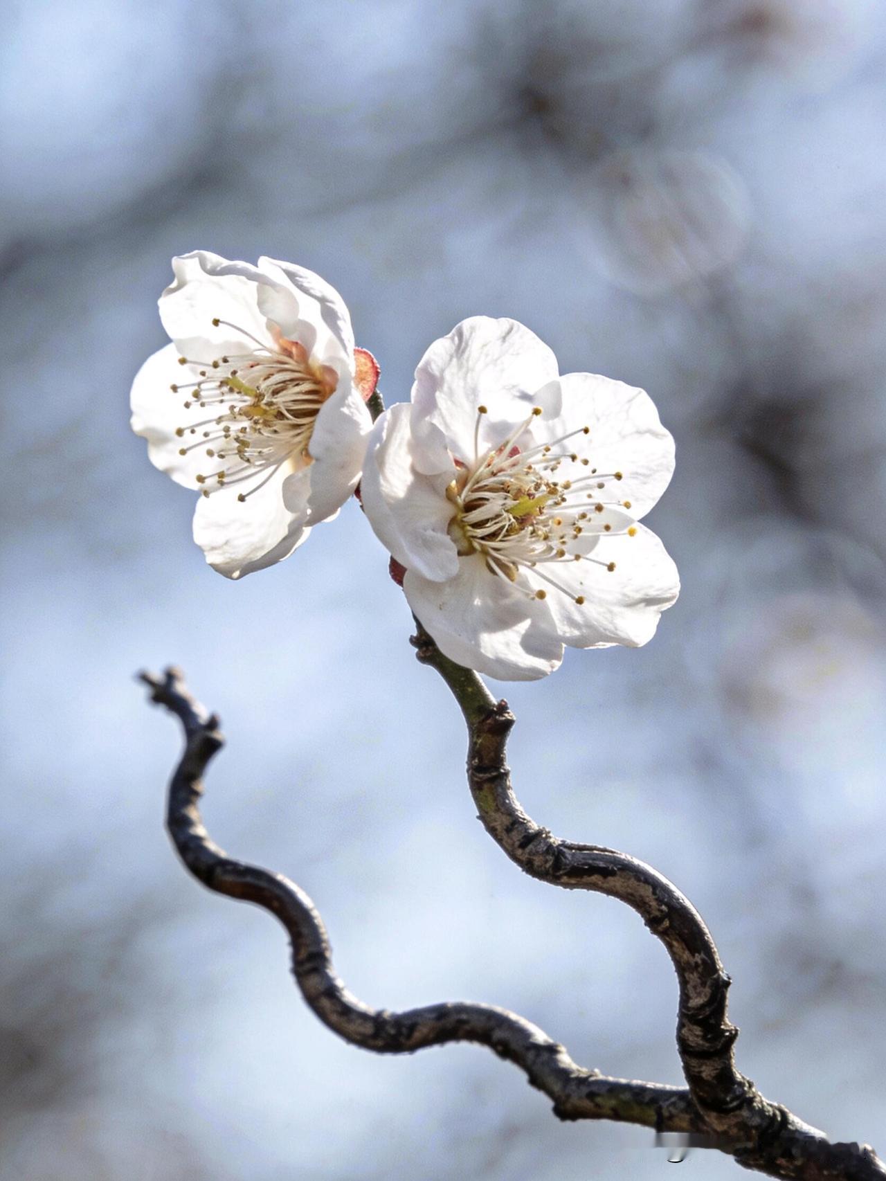 分享一组梅花图片
疏影横斜，两三朵足矣
梅花 梅花摄影 梅花拍照 梅花图