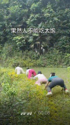 这练的是啥功法？有啥作用？


“四只青蛙呱呱叫，
  排队塘前蹦蹦跳，
  修