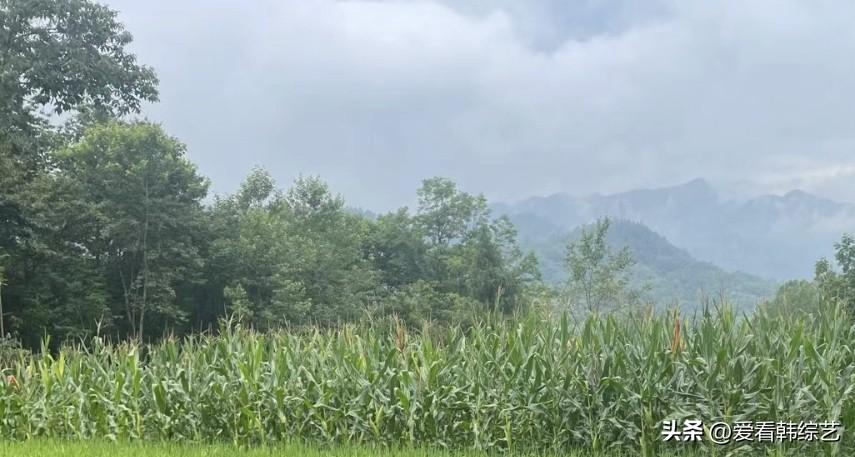 真心话茶局玉米叶裹着浓绿铺在野间，远山浸在雾色里轻晃。风掠过田垄时，连凉意都裹了