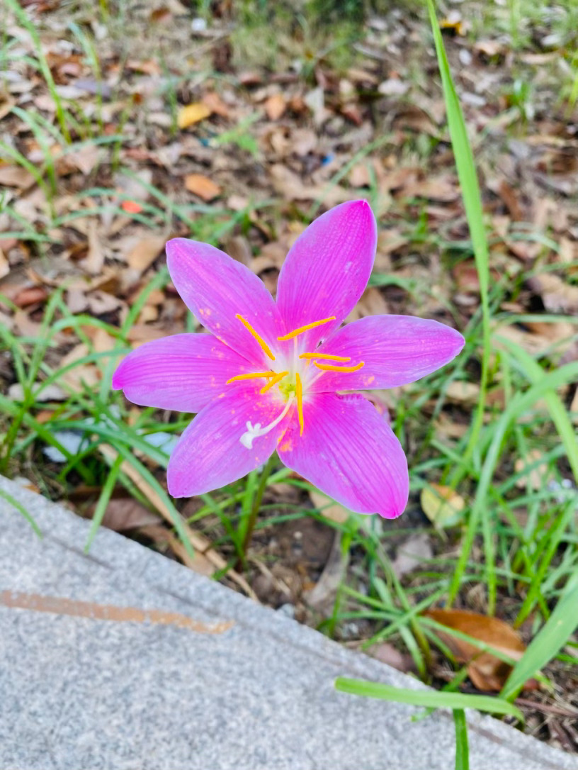 生活手记记录真实生活摄影摄影摄影 风雨兰：晴雨之间绽芳华夏风掠过路边的石阶，枯褐