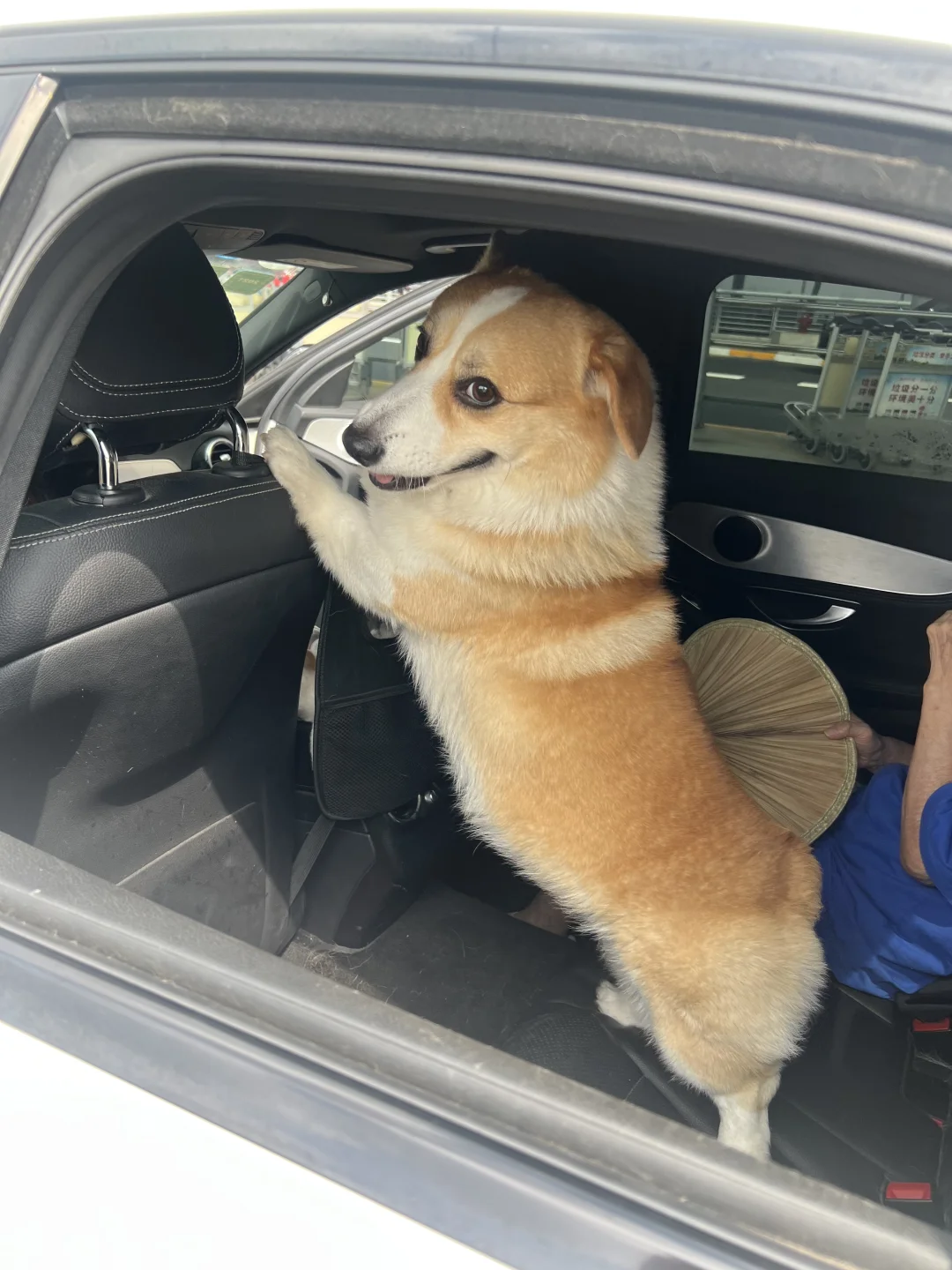 我开的车狗都不想坐