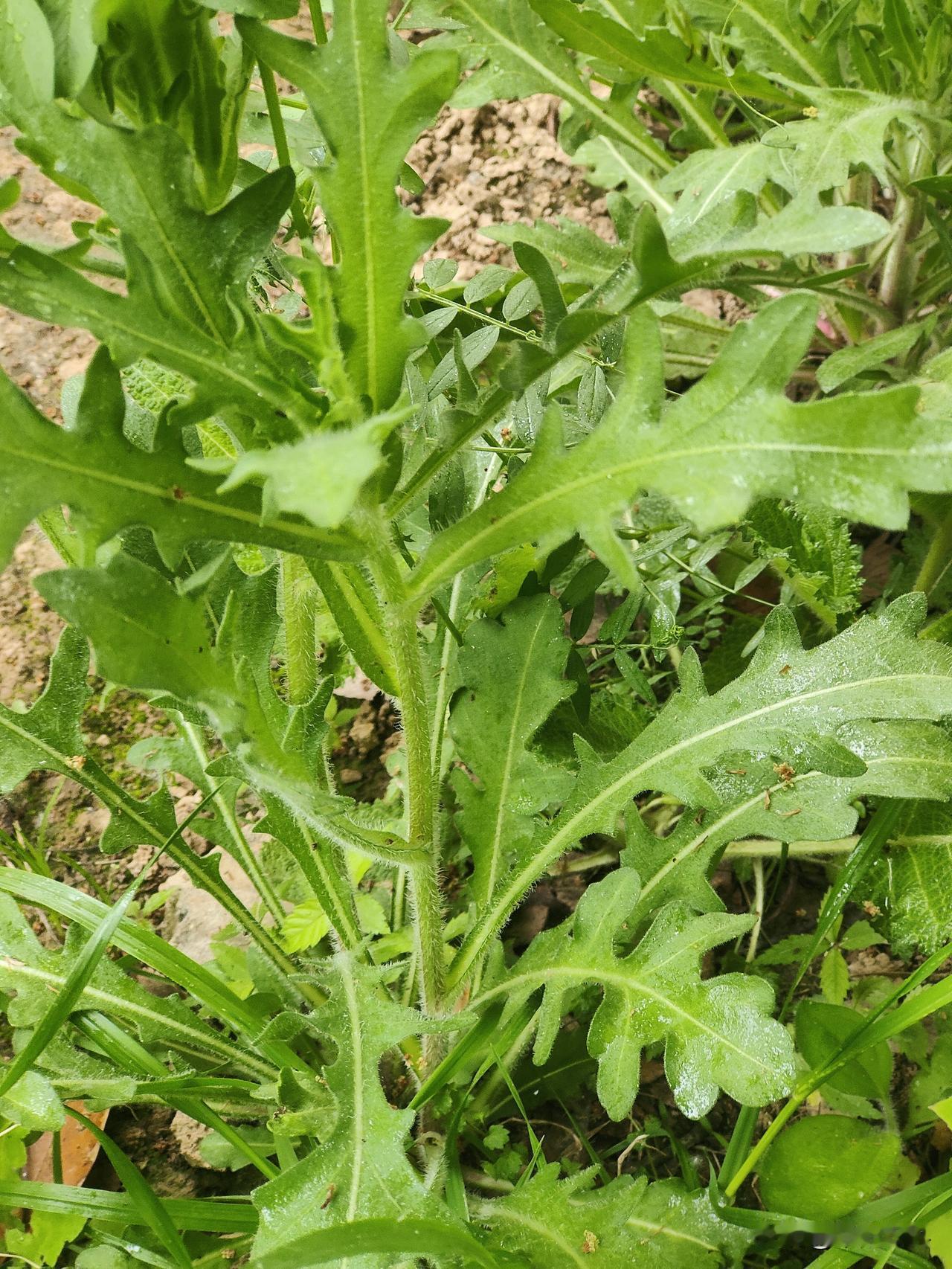 今年春天最想实现的心愿今年春天最想实现的心愿是如何增加收入，物价上涨，收入大幅下
