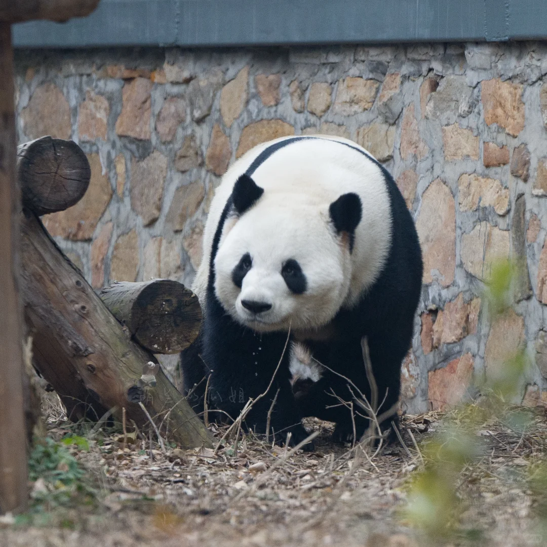 兰兰流口哈喇子了[揣手]