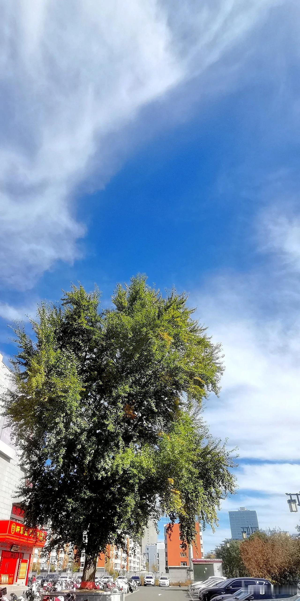 （原创）
魏都大道仅存的一颗参天大杨树
#映像大同# #大同照片# #山西大同绝