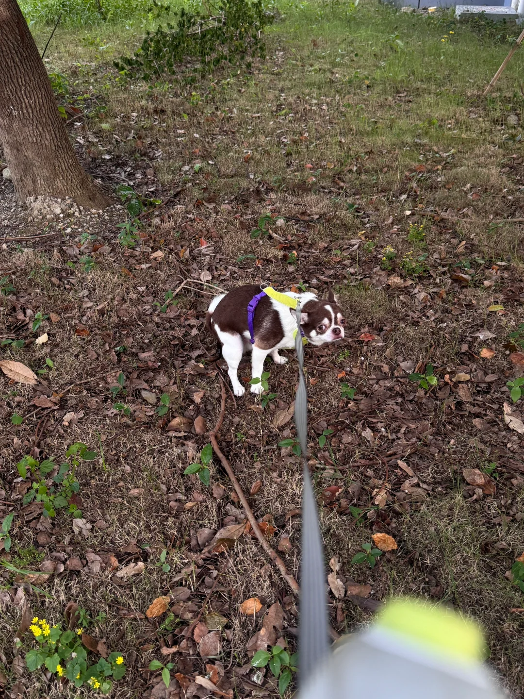 每个铲屎官都爱拍吧｜吉娃娃