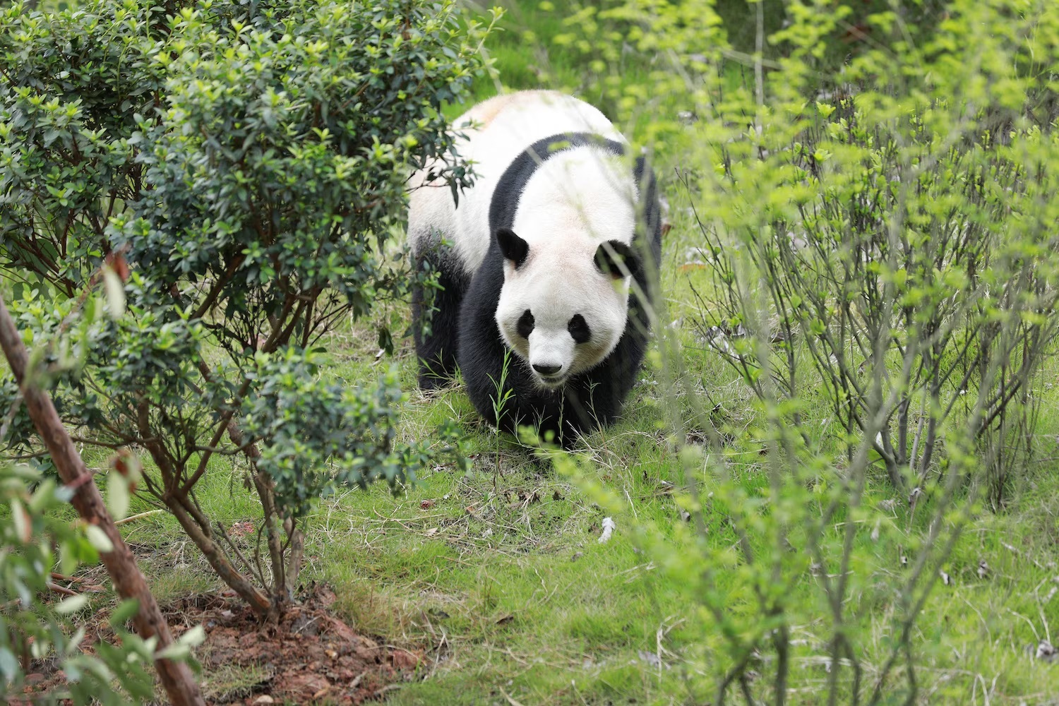 “几天后，两只大熊猫 Ping Ping 和 Fuhuan 将来到它们在亚特兰大