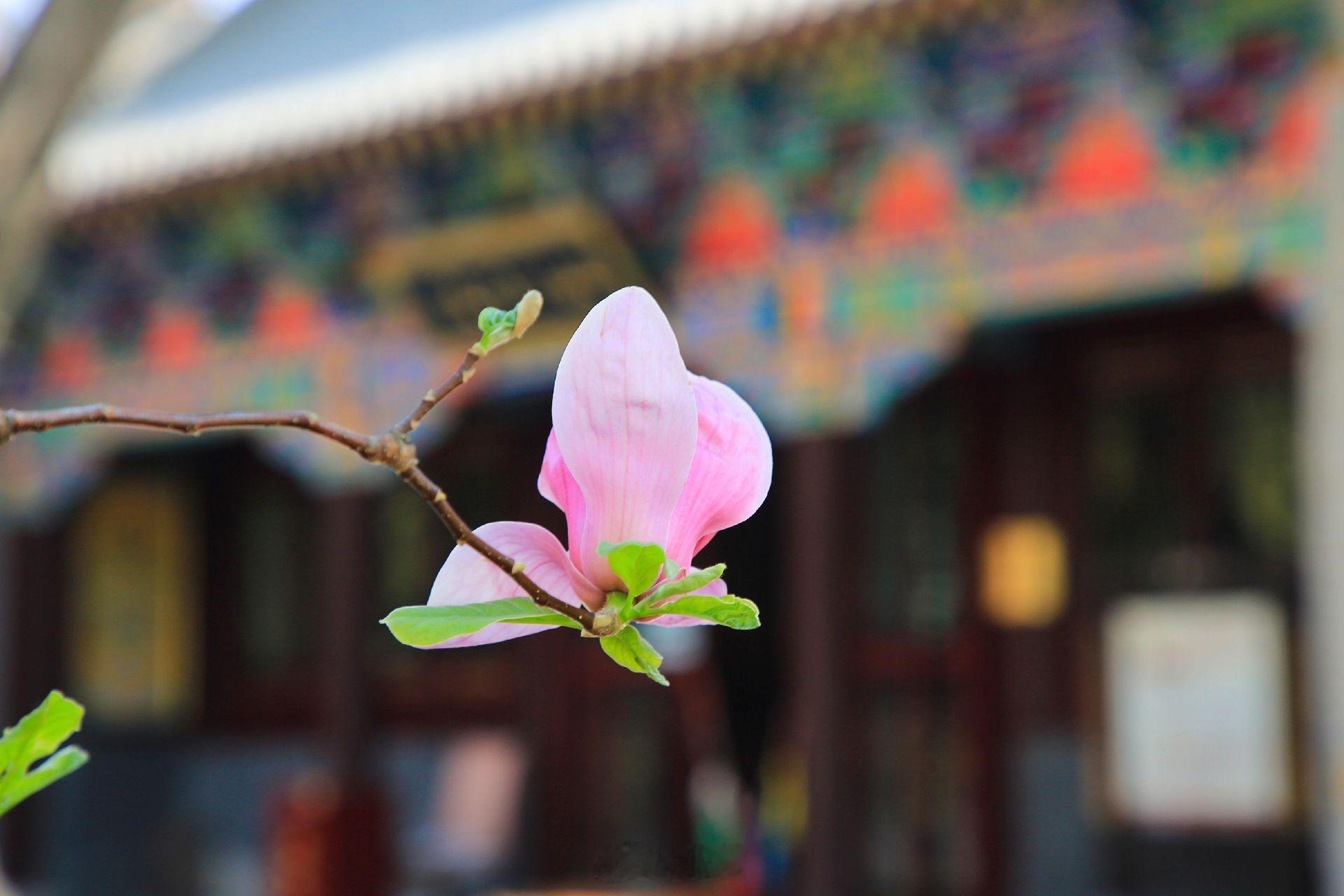 小菌 早安朋友们玉兰抓住春日限定温柔，定格这抹素雅繁花