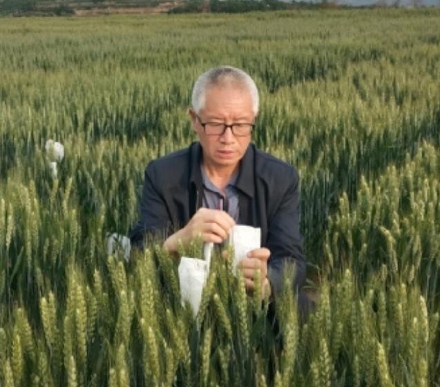 34年扎根旱塬！满身泥土的农艺师，育出旱地高产麦种守护粮仓
 
赵树良，男，19