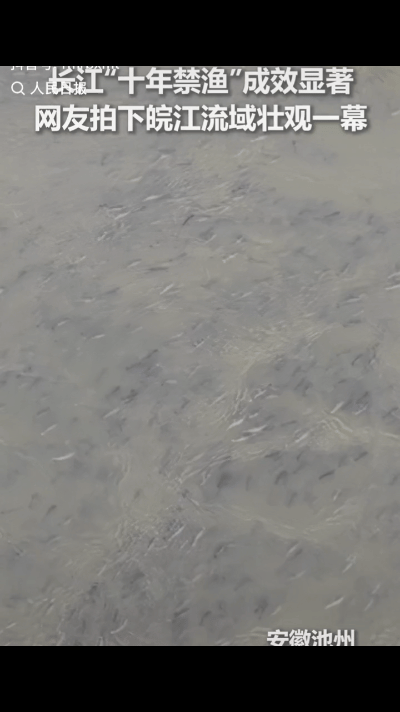 上人民日报了！近日，安徽池州，有网友拍下皖江流域“万鱼腾江”，冲上热搜！太壮观了