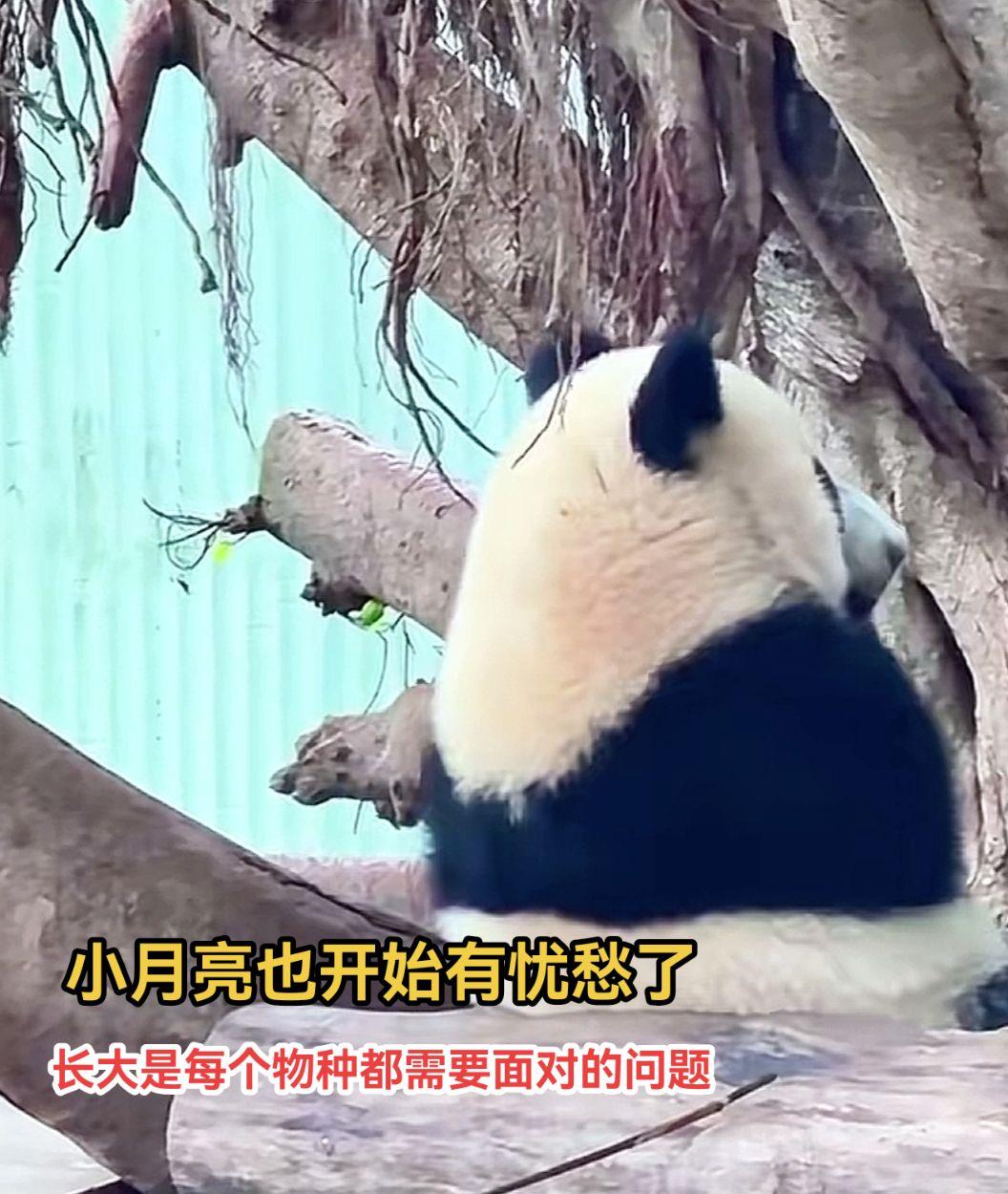 小月亮也有忧愁了，长大是每个物种都要面对的事情。