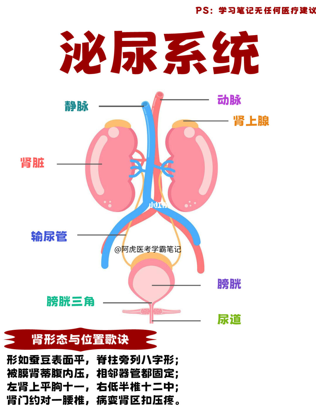 阿虎医考学霸笔记📒：泌尿系统👆