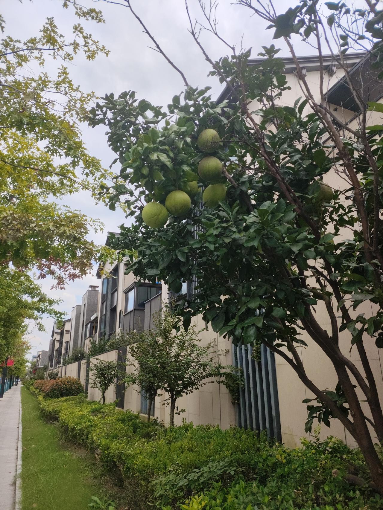 在松江泗凯路漫步，见新凯家园北门旁的柚子树已染尽金黄，与中秋时一样硕果累累。路边