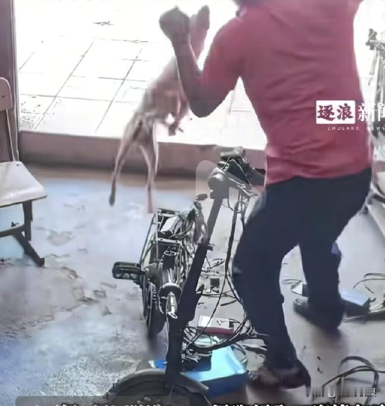 恶狗猛地窜进修理店，直扑修理师傅，来不及躲闪的他只能抓起自己坐着的橙子反击，为了