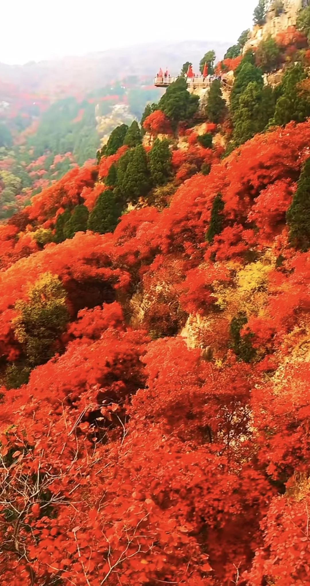 秋天的蓝天，漫山的红叶🍂，一切都是那么美#风景# #红叶风景如画# #红叶视频