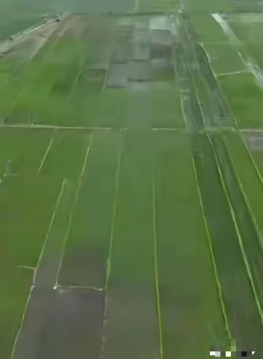 太恶劣了！黑龙江一村大面积水稻疑被投毒，找出投毒的罚它牢底坐穿，这属于敌特分子行