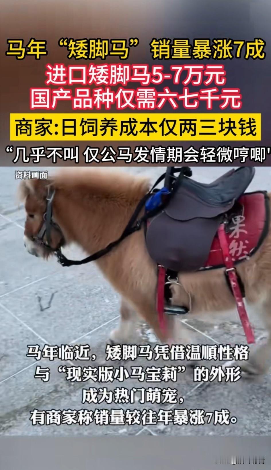 马年矮脚马销量暴涨了七成，进口的需要5~7万，国产的仅六七千块钱，很多爷爷奶奶给