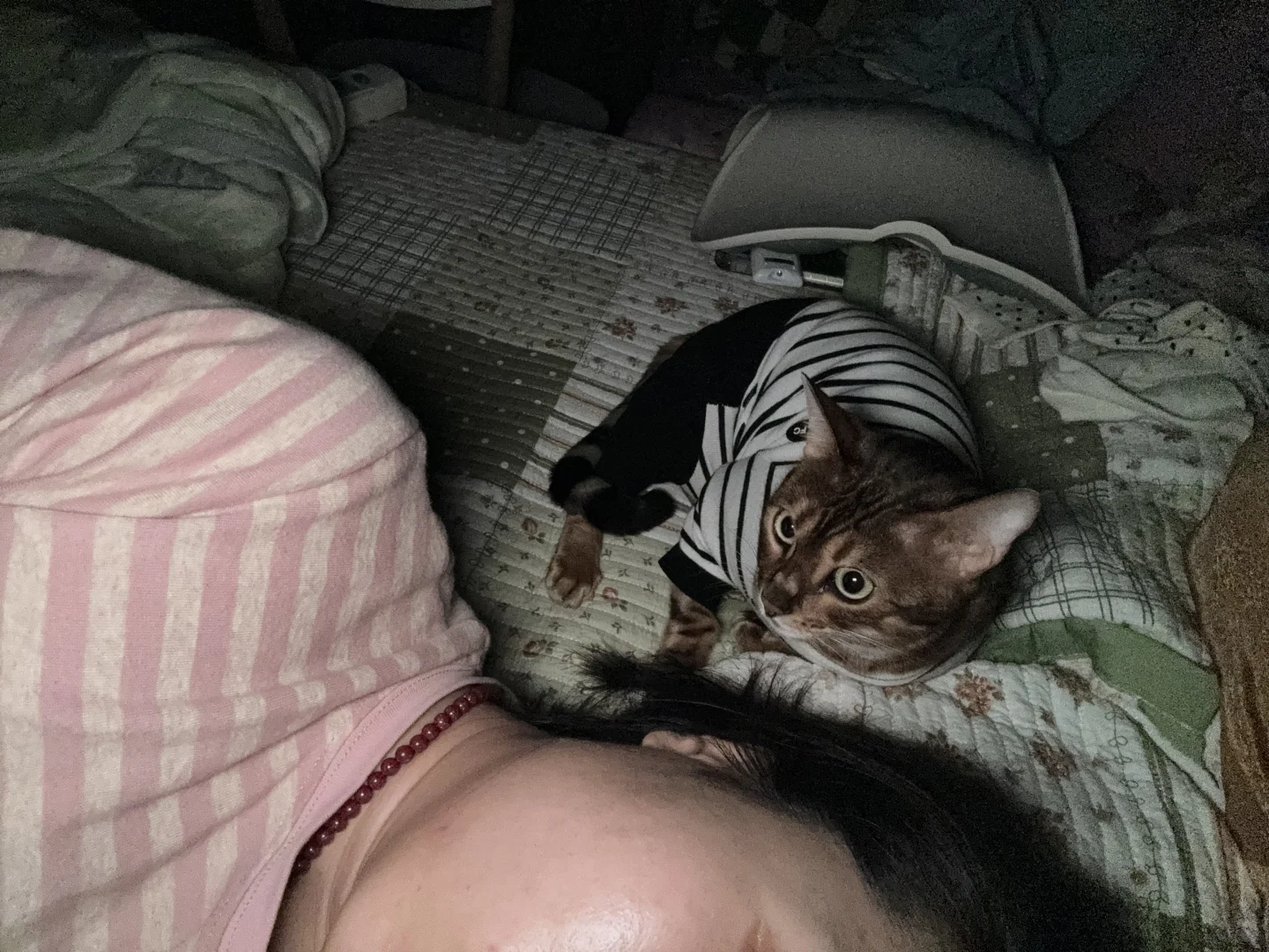养猫前🆚养猫后