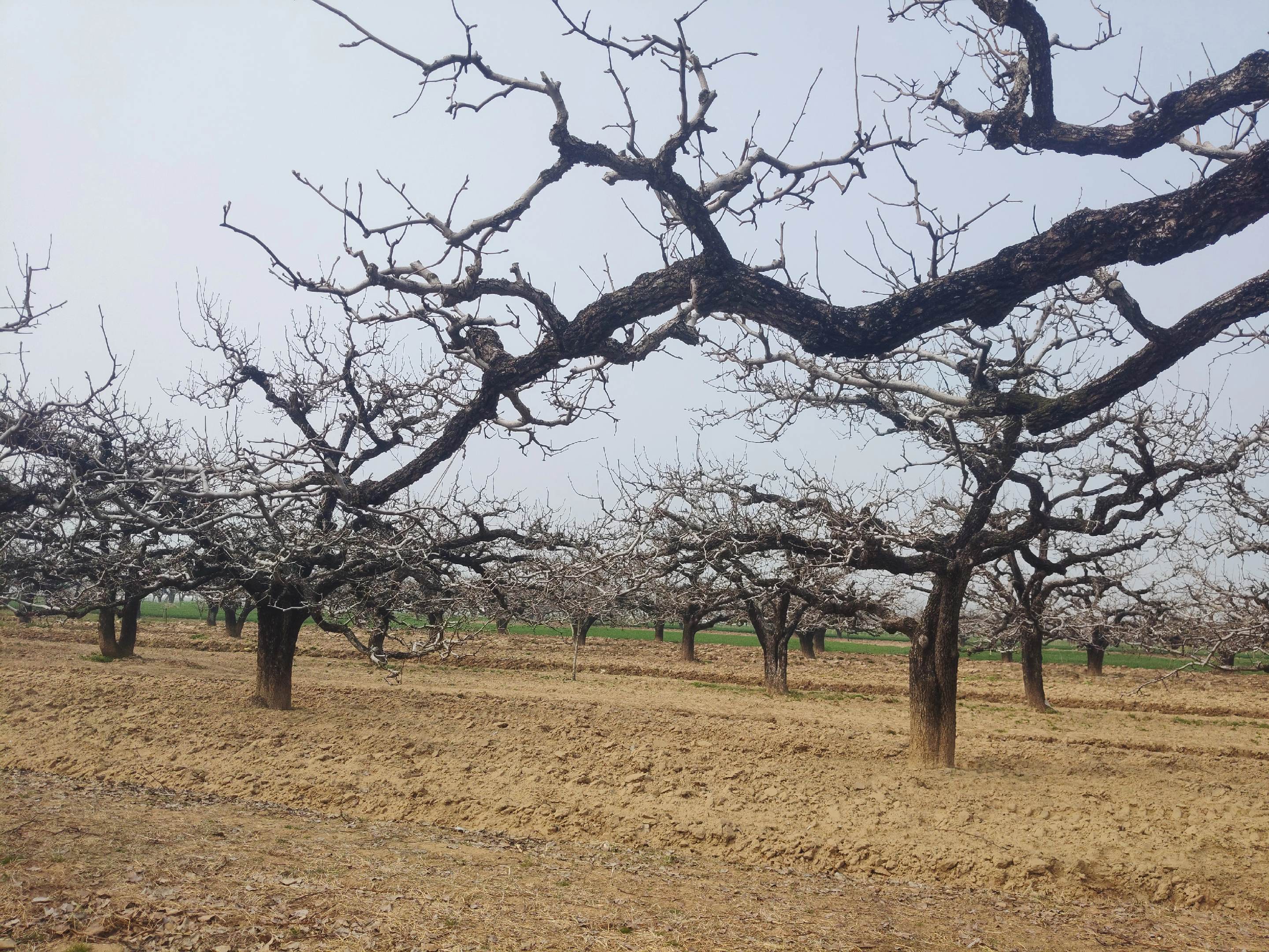 中国安徽砀山百年梨树园