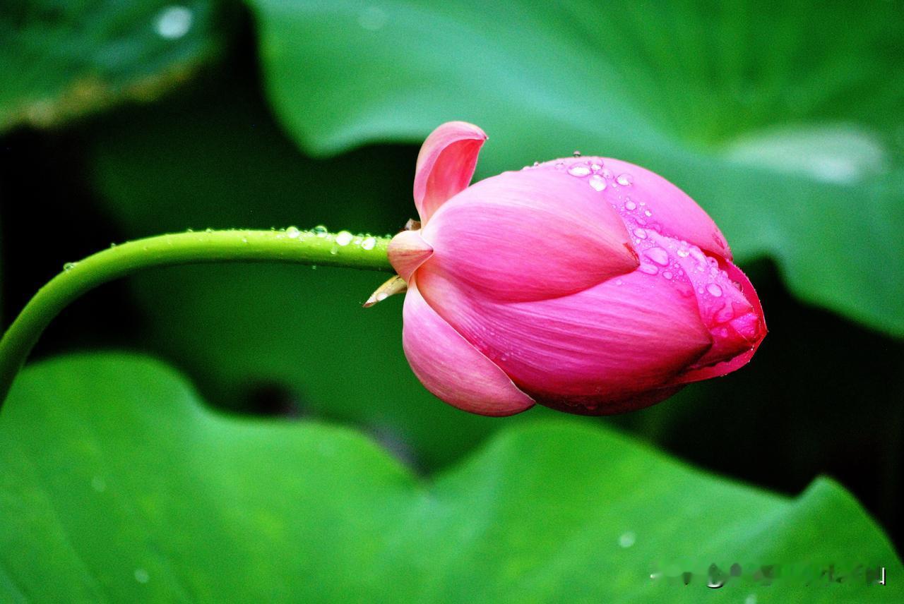 #人到中年，是否还记得曾经的梦想#
不记得了，都不记得了，只记得按时按点接孩子、