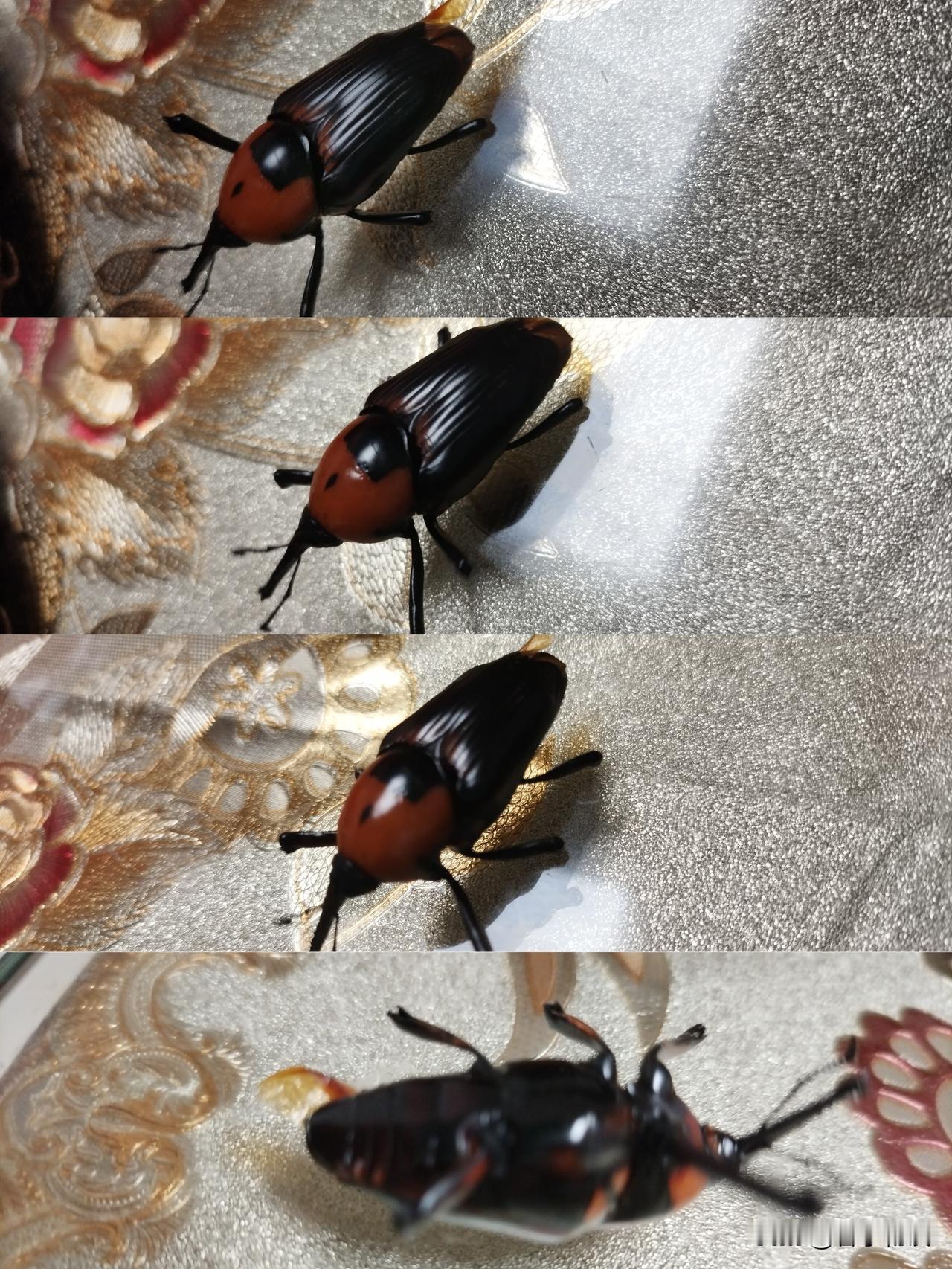 玩过这“虫”的人应该老了吧？
还记得小时候没有玩具，每逢夏天，邀三五成群结伙进竹