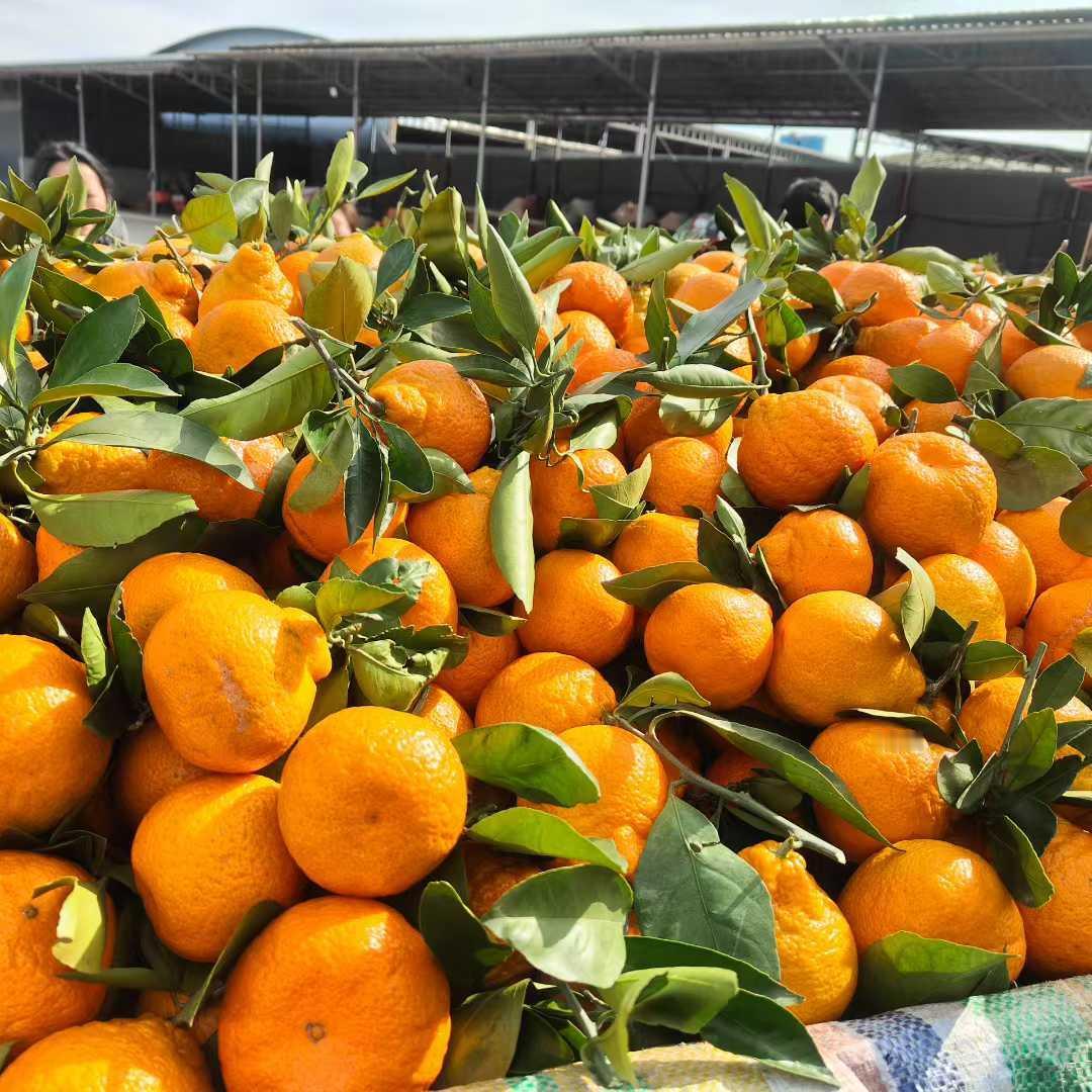 汉中蜜桔颜色好，口感好。